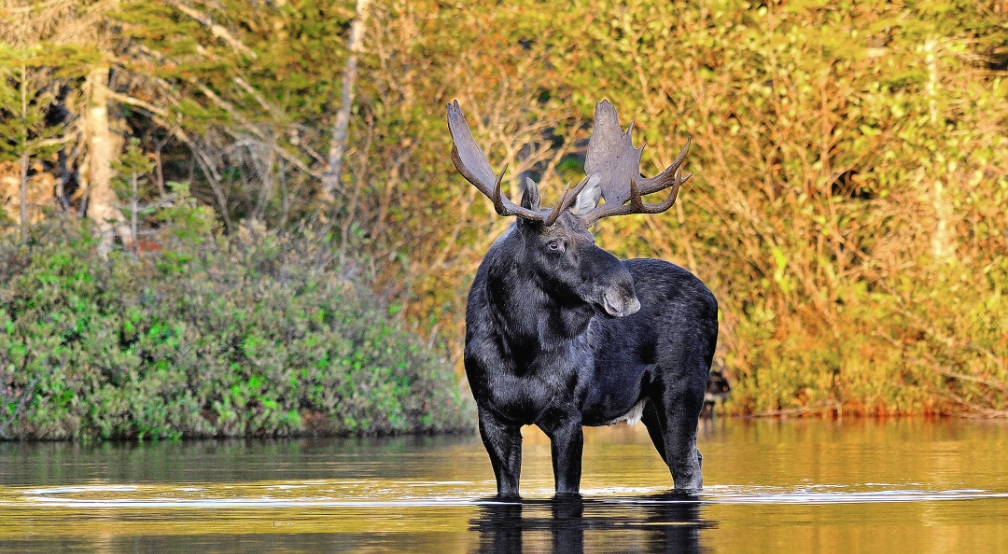 Un orignal debout dans une rivière