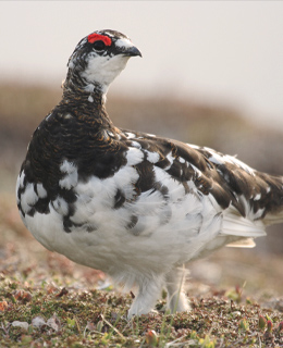 Lagopède des saules