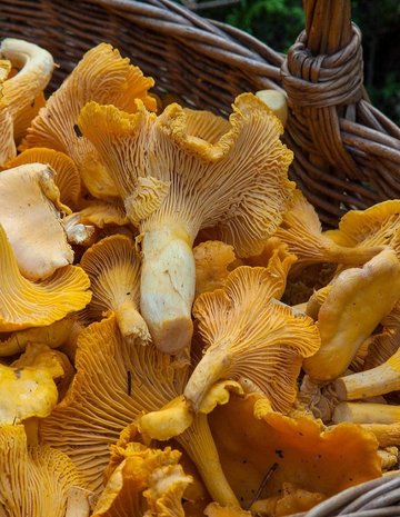 Panier de champignons 