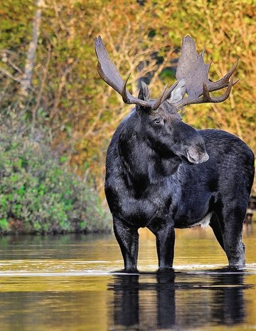 Un orignal dans l'eau en automne