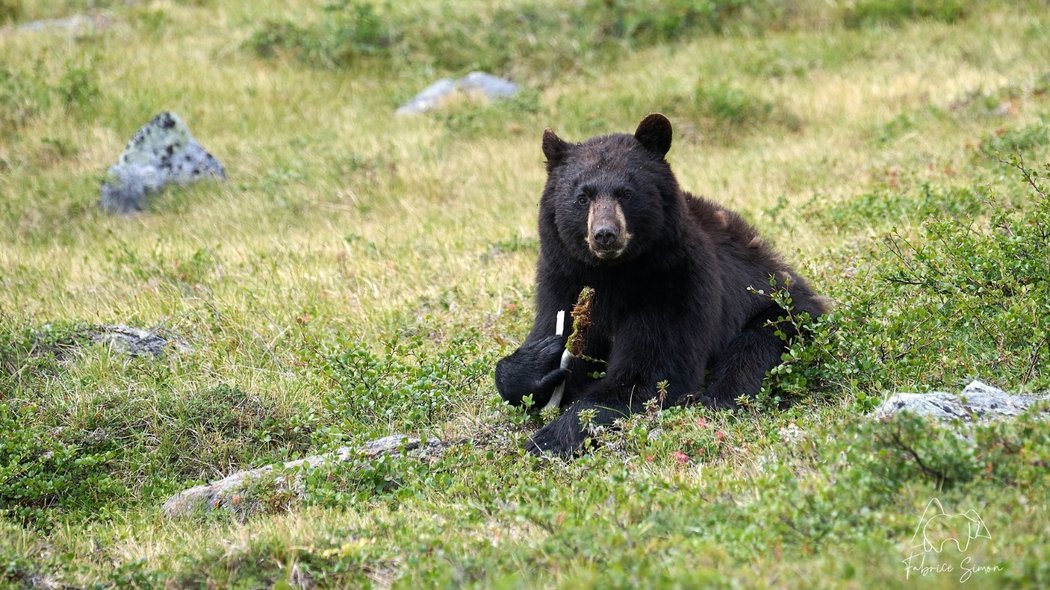 Un ours dans l'herbe