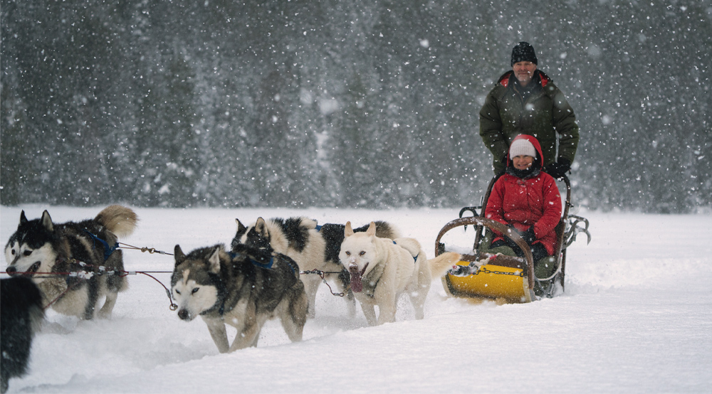 Un couple en traîneau à chiens