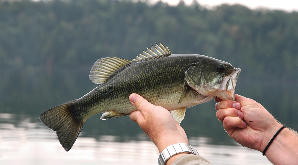 Achigan à grande bouche