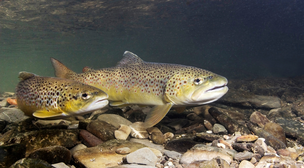 Truite brune